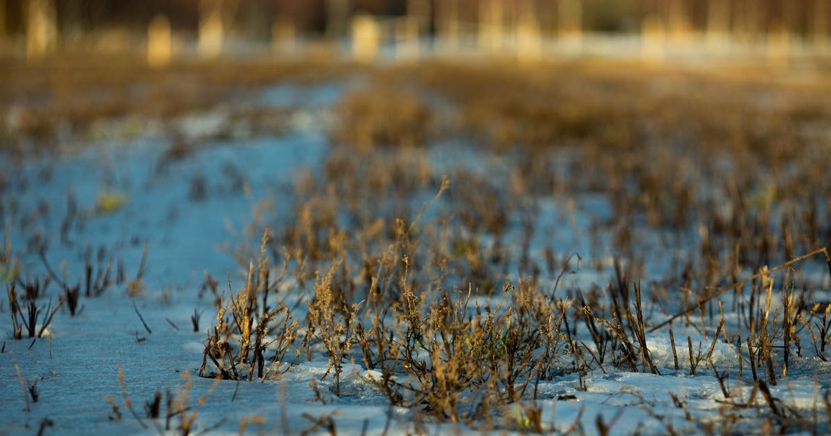 Maa-amet pani Pärnumaal enampakkumisele üheksa kinnistut