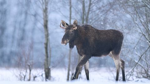 FOTO ⟩ Viljandimaal jäi rajakaamera ette põder, kelle välimuse juures torkas silma midagi üllatavat