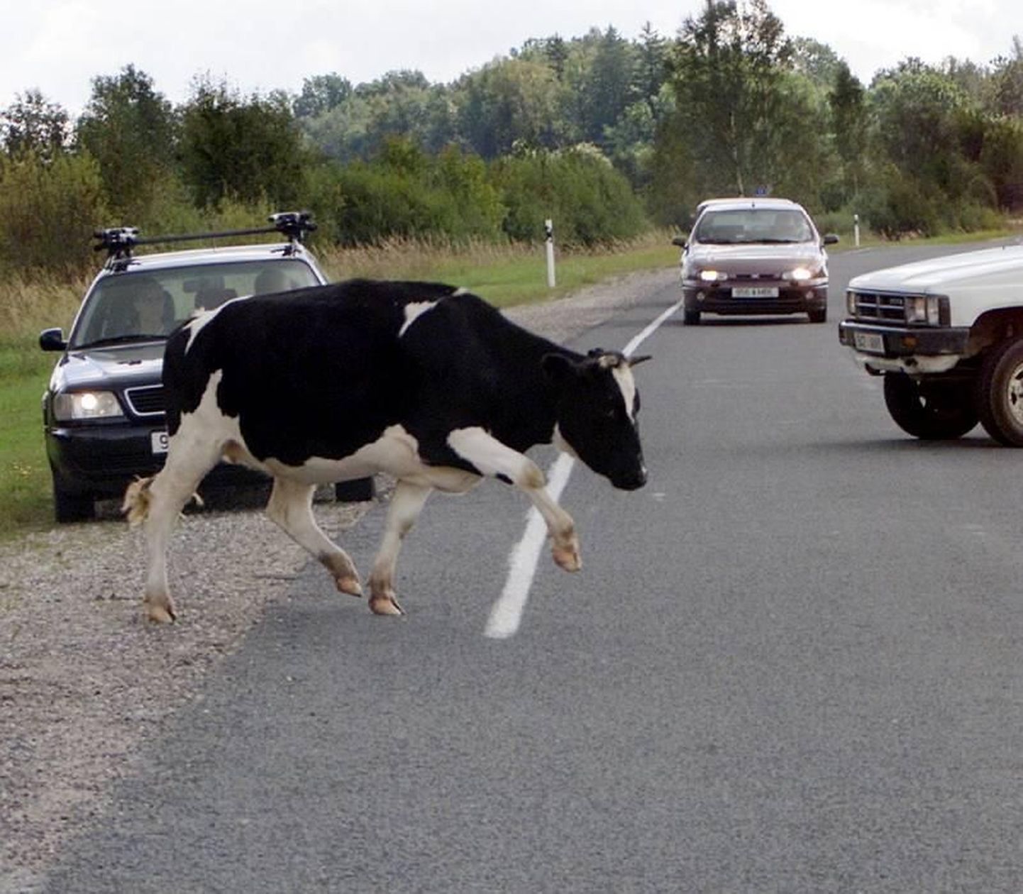 Politsei soovitus on, et kui näete lehmi sõiduteel, tuleks politseile sellest teada anda.