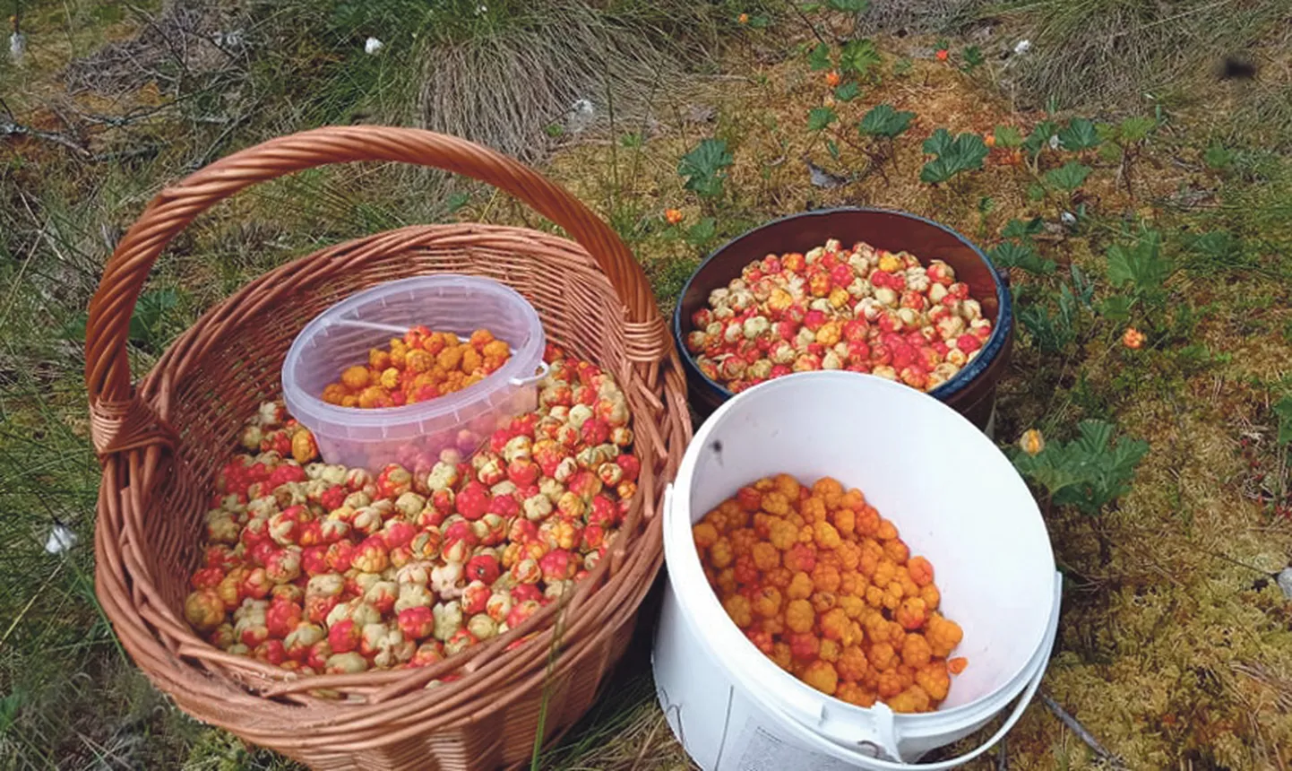 Kümmekonna murakaliitri nimel kõndisid kaks kanget naist viis sood läbi.