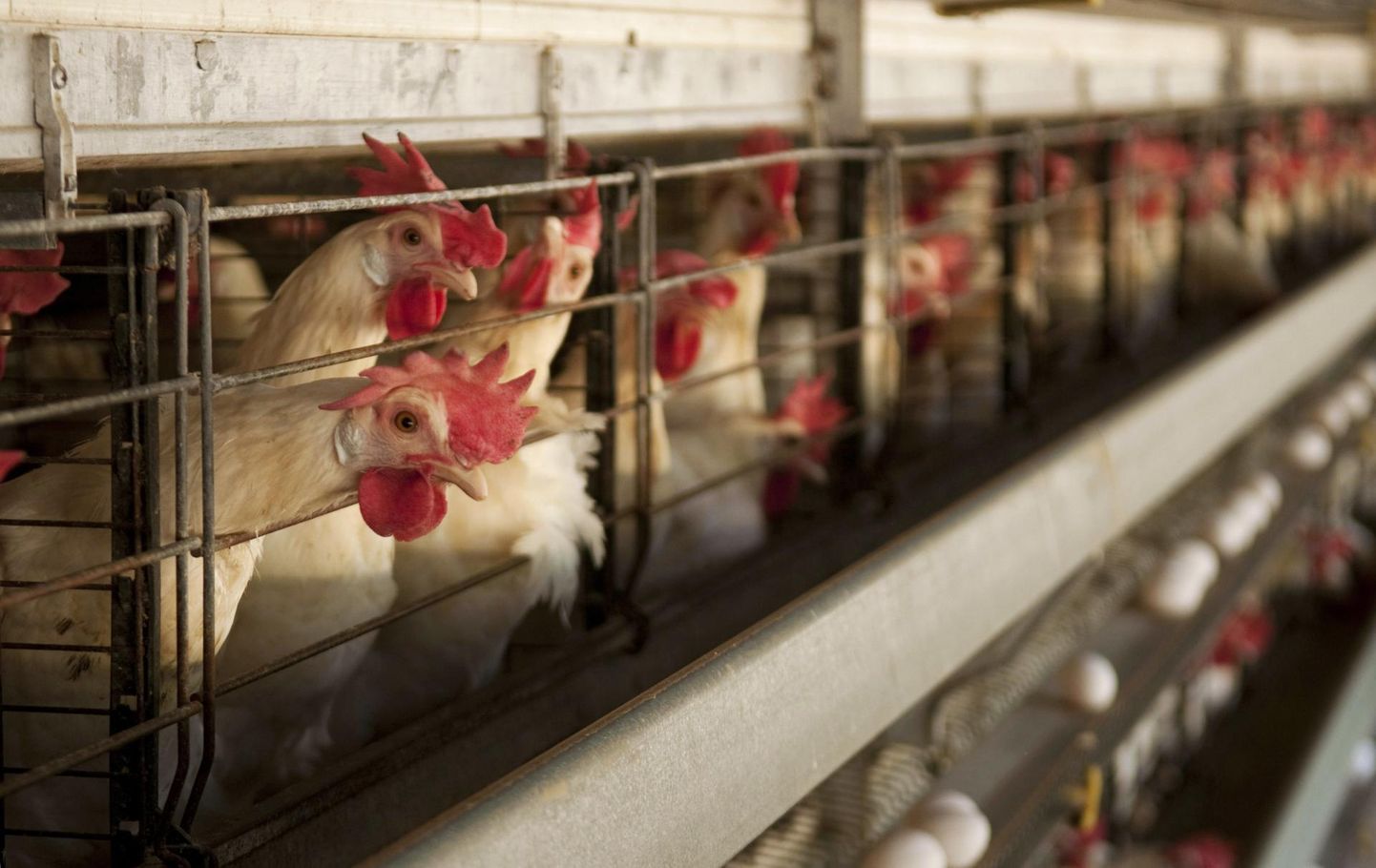 Kuu aega tagasi otsustas Euroopa Komisjon toetada Euroopa kodanikualgatust „Lõpp puuriajastule!”, mis tähendab keeldu pidada põllumajandusloomi, sealhulgas kanu, puuris.