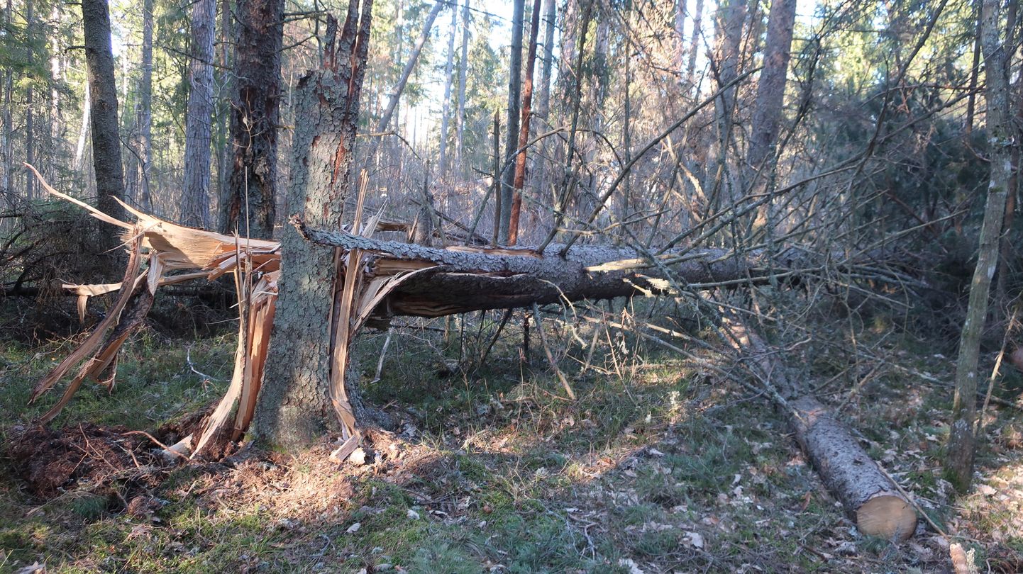 Elektrikatkestusi põhjustavadki kõige sagedamini liinidele langenud puud. Foto on illustratiivne.