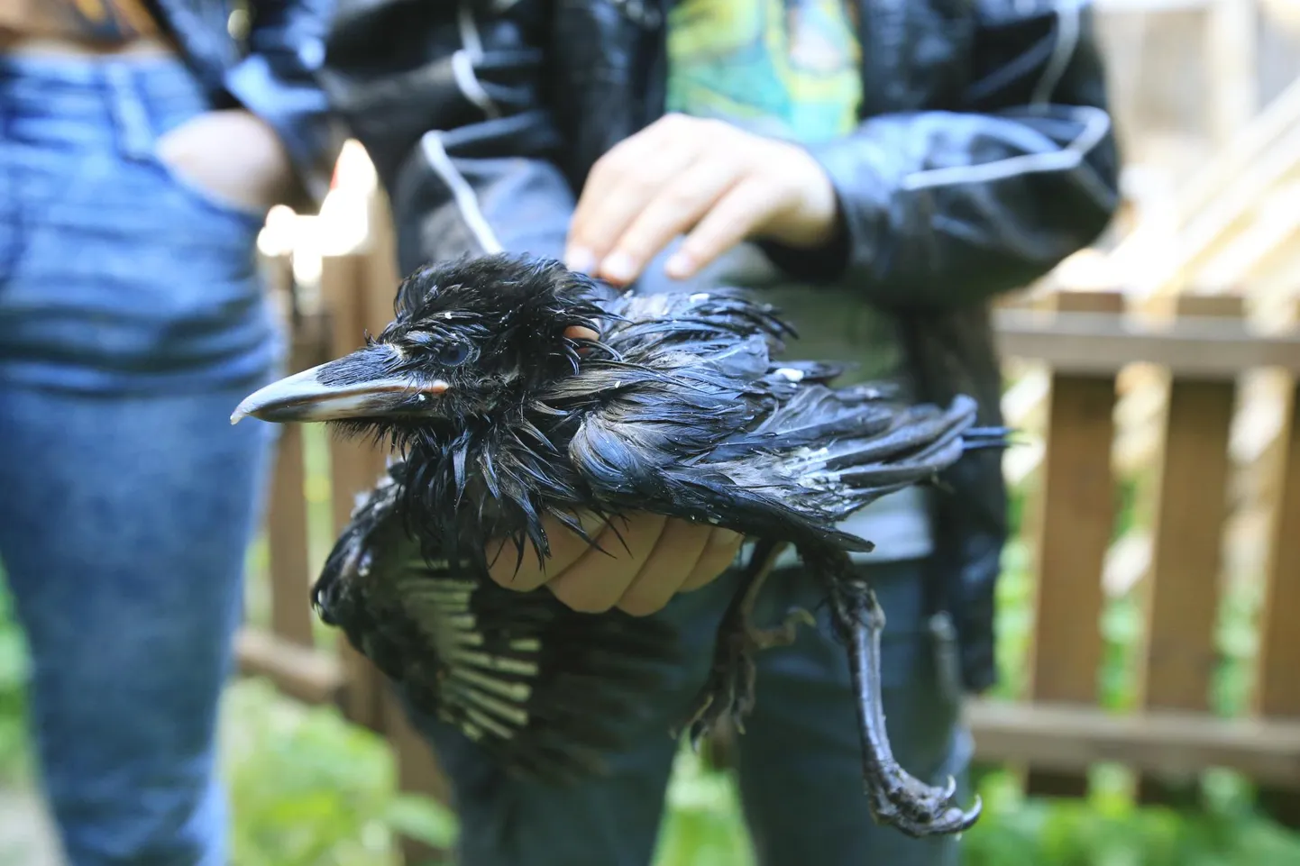 Eesti metsloomaühingu vabatahtlik Mirjam Zautina üritas küll viie künnivaresepoja elu päästa, kuid kaks olid pingutustest hoolimata eilseks hinge heitnud.
