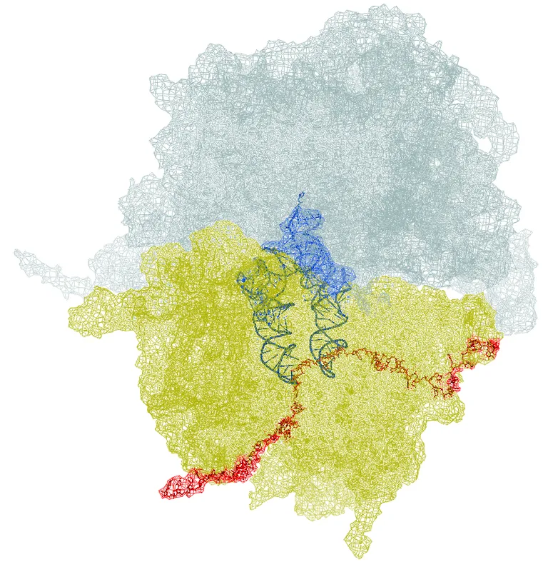 Valkude kasvulava: ribosoom sünteesimas punasega kujutatud mRNA pealt valku. Selleks kasutavad ribosoomi alaühikud (kujutatud helerohelise ja helesinisega) transport-RNA (kujutatud tumesinisega) poolt kohale toodud materjali.