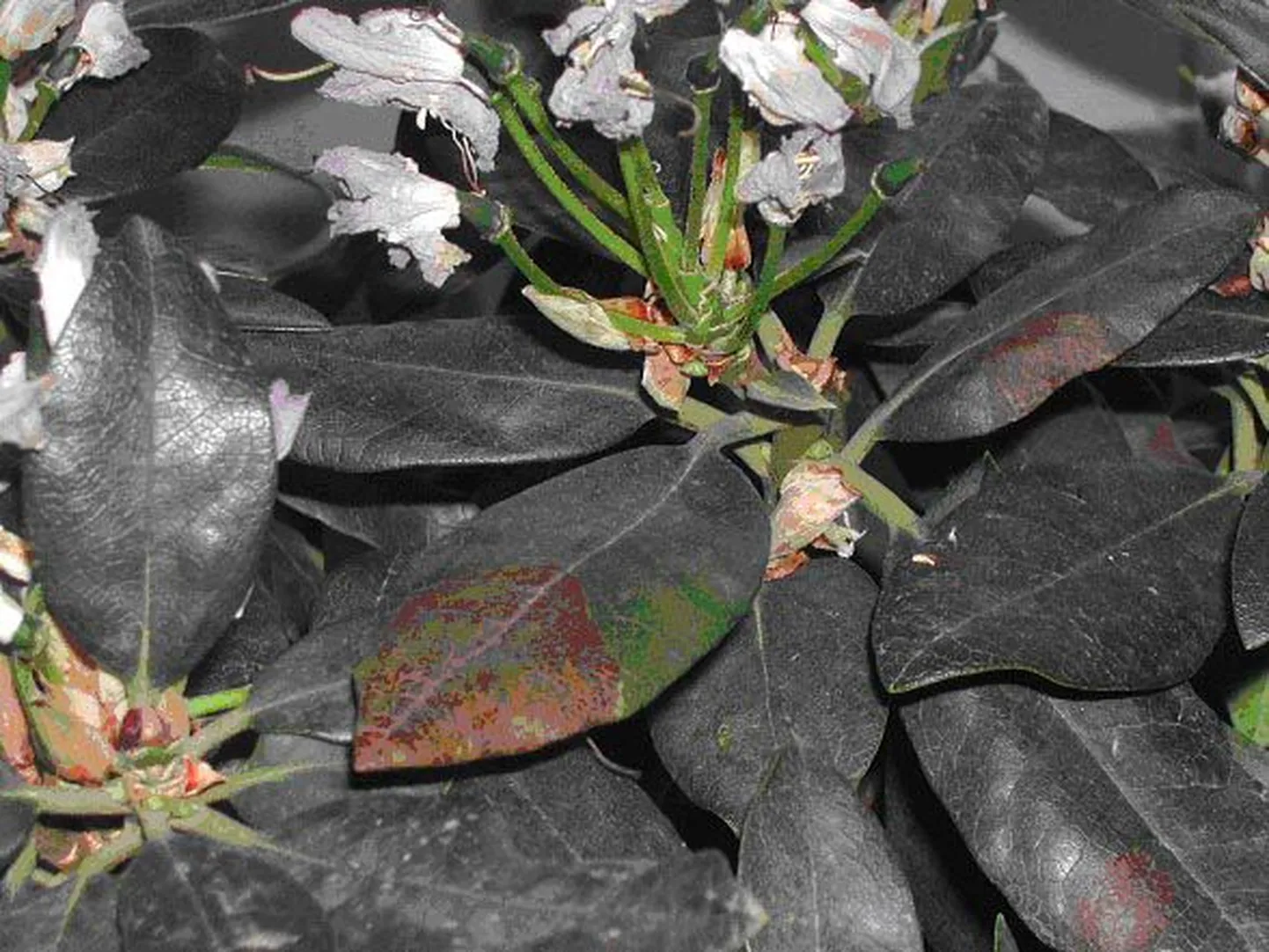 Tamme-äkksurm Eestisse toodud rododendronitel