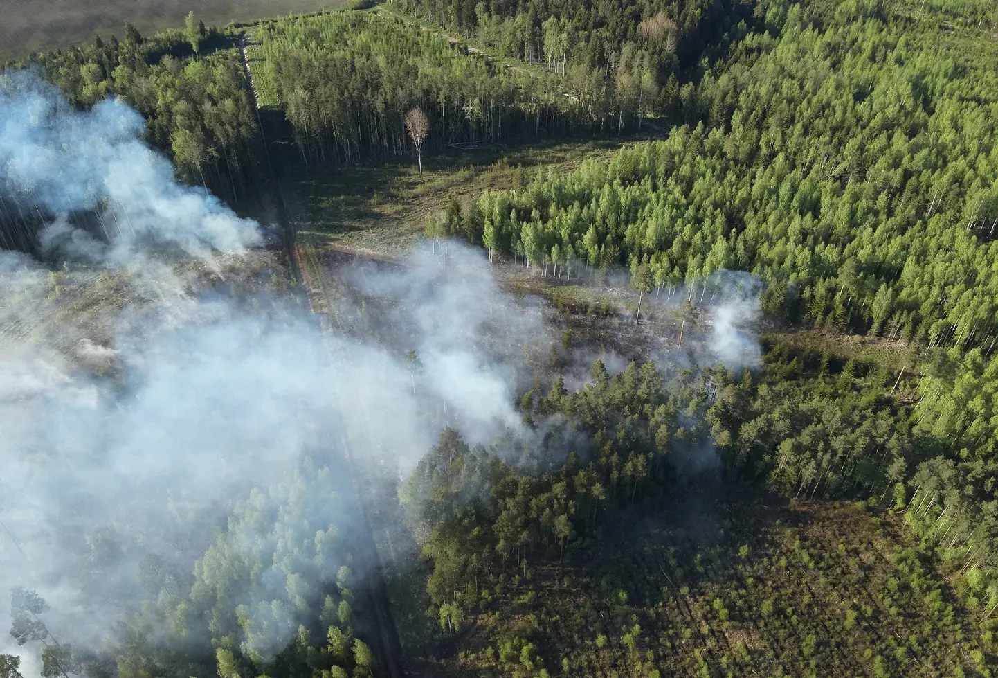 Место лесного пожара в Кукрузе.