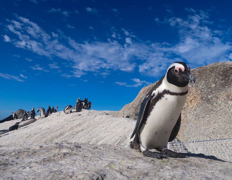 Katrin Siska kohtus Aafrikas pingviinidega