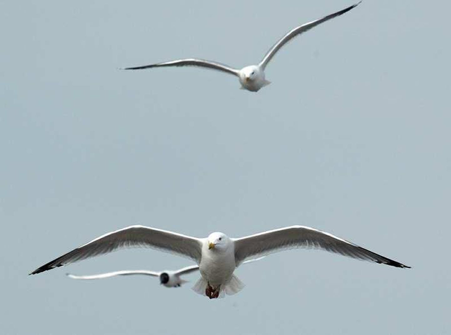 Torgu vald Saaremaal on tuntud oma väga heade linnuvaatluskohtade poolest. Rahvusvahelisest linnuvaatlusvõistlusest jäetakse just see Saaremaa vald välja, et muuta mõõduvõtt põnevamaks.