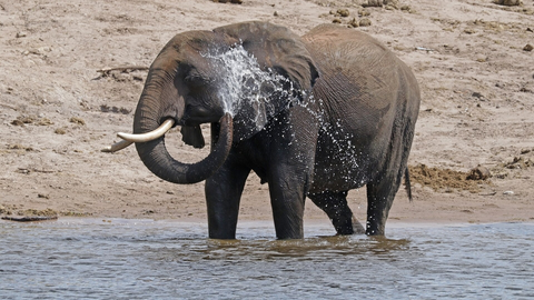 Buildings could soon 'sweat' like elephants to stay cool