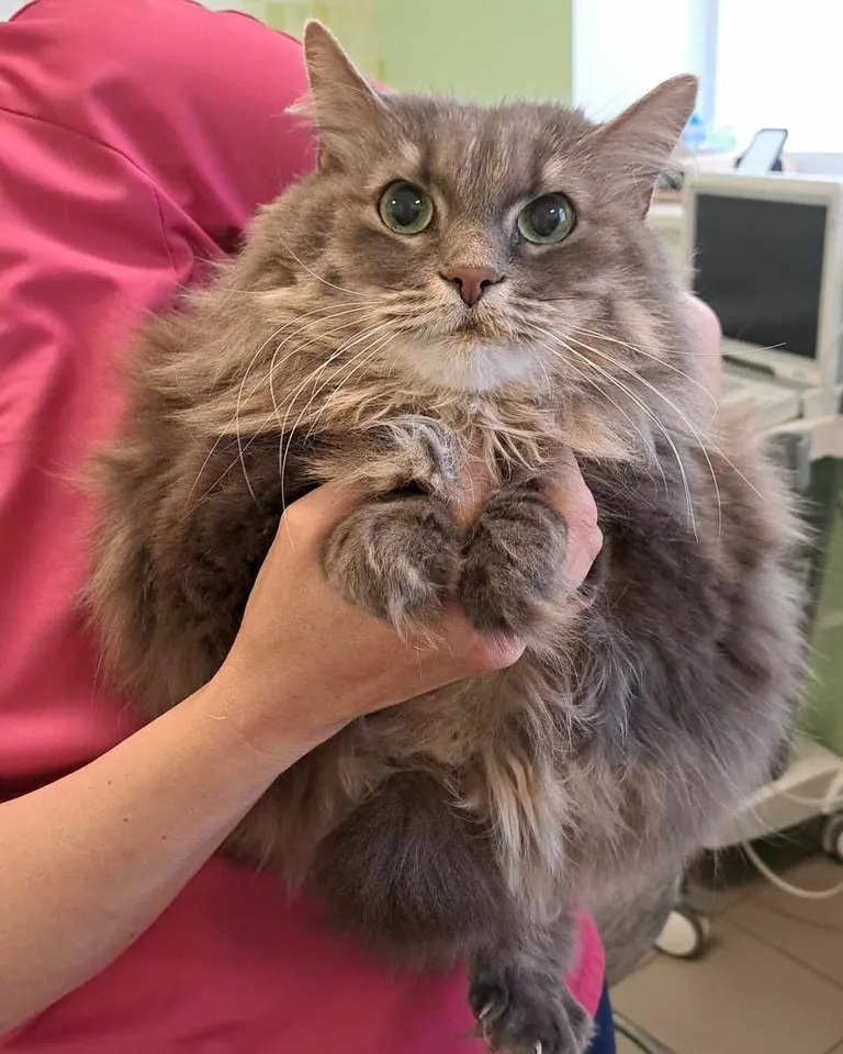 Kliinikusse eutaneerimisele toodud kass Liisu.