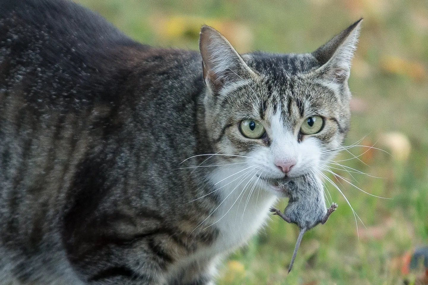 Уличная кошка.