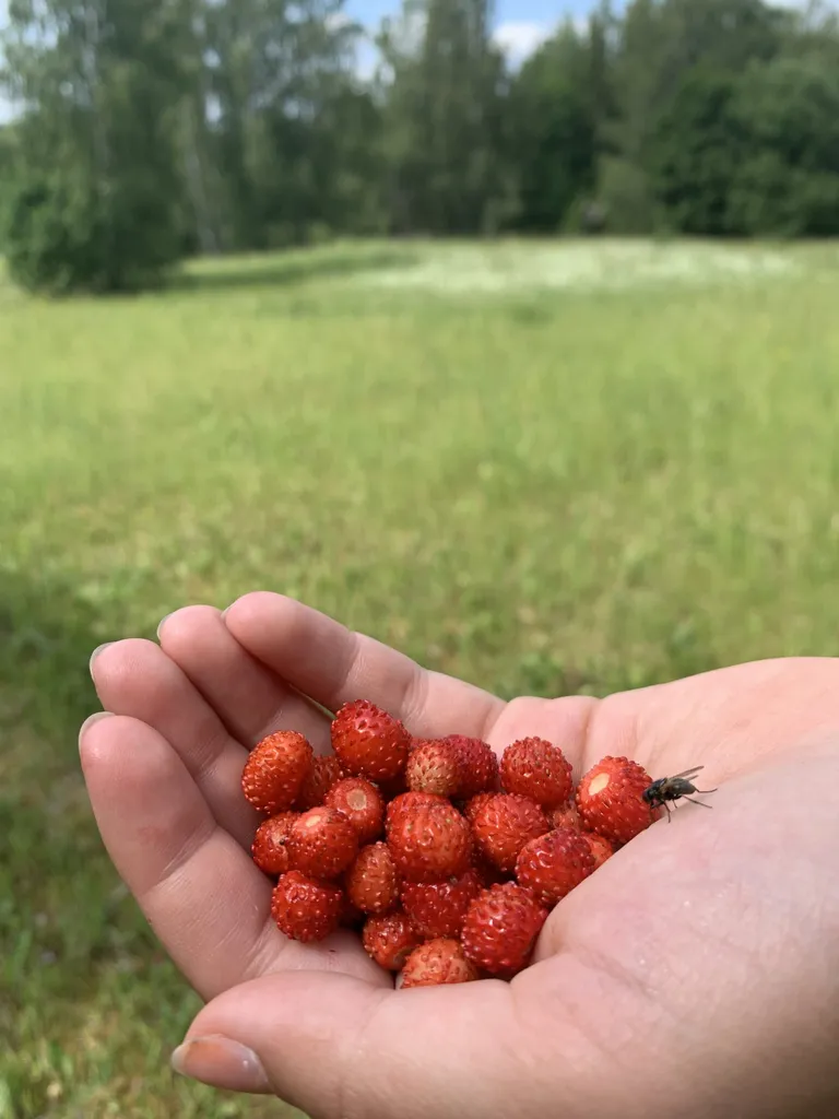 Metsmaasikaid on täna vähevõitu, aga suu saab siiski magusaks.