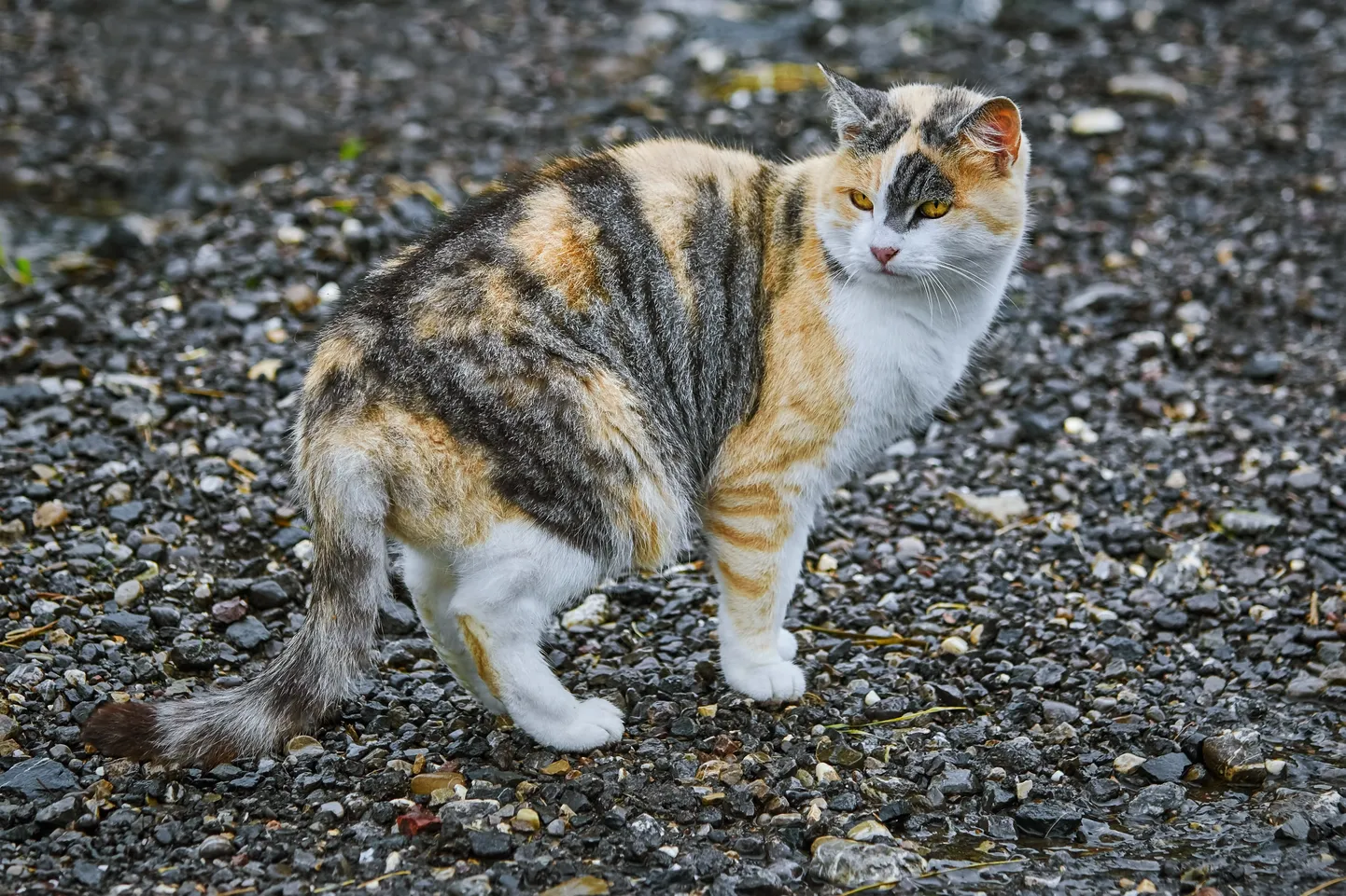 Artikli foto