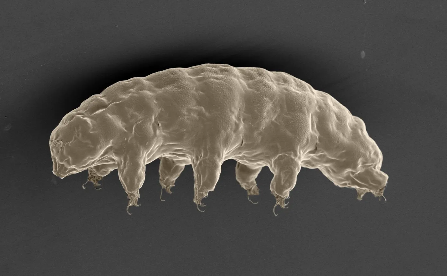Tardigraad (Ramazzottius varieornatus) e loimur toibub 36 tunni jooksul kümme tuhat korda suuremast rõhušokist, kui on Maa atmosfäärirõhk.