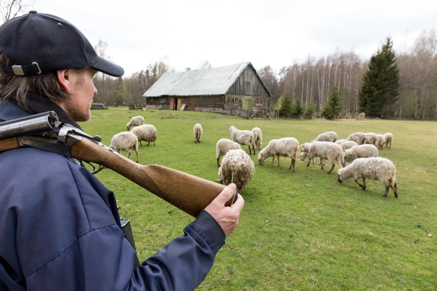 Kui talvel hunte küttida ei saa, on lambakasvatajad kevadel hädas.