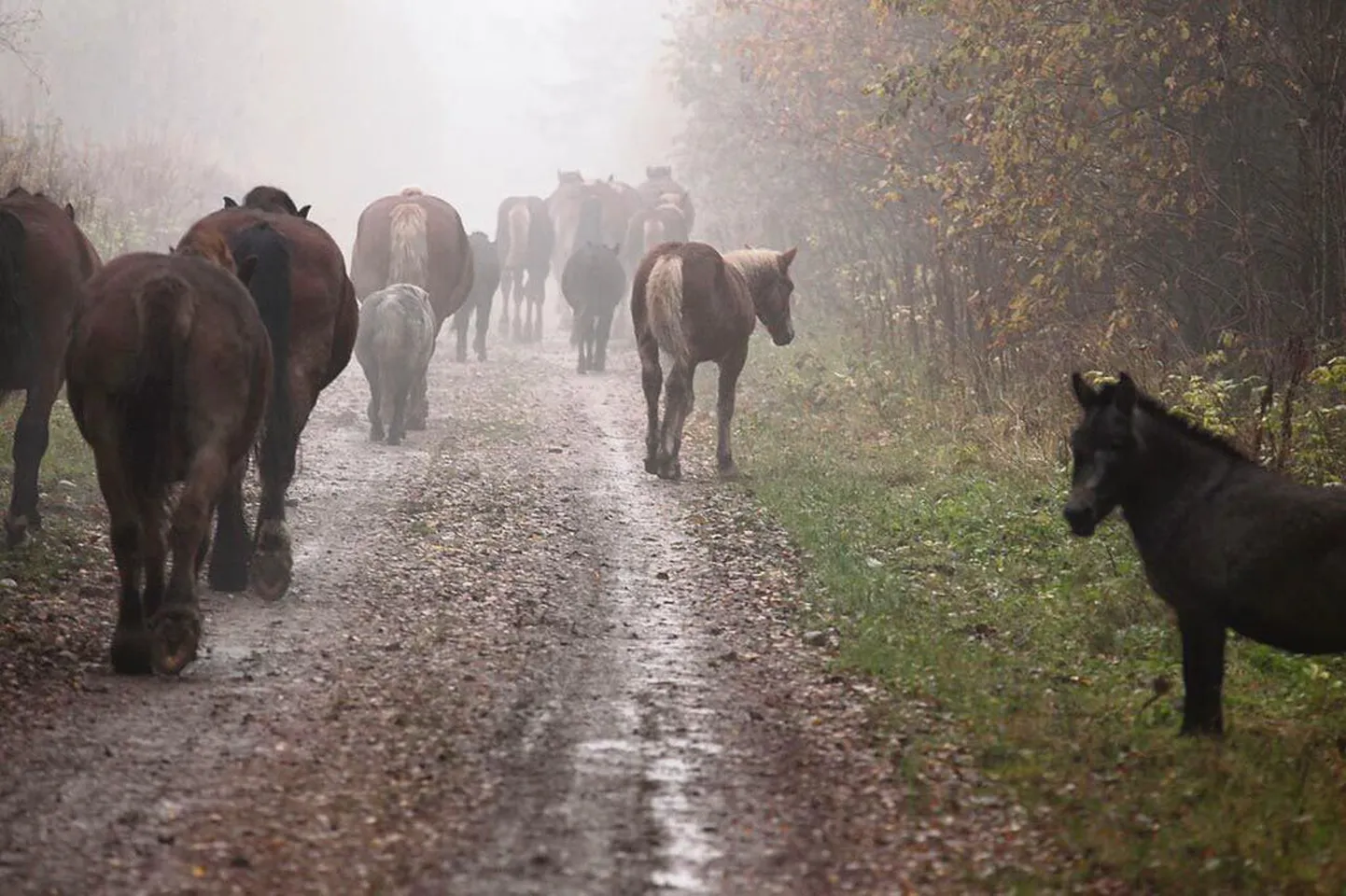 Vabalt kulgevatest Kõrgekalda hobuslastest tehtud piltidest võiks näituse üles panna, nendib eri aastaaegadel loomade liikumist dokumenteerinud külaelanik.