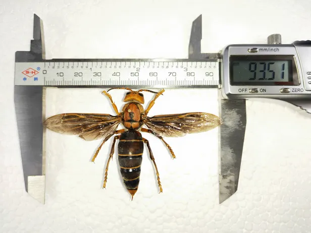 PILDID JA VIDEO USA entomoloogidel õnnestus hävitada «mõrvarvapsikute» pesa
