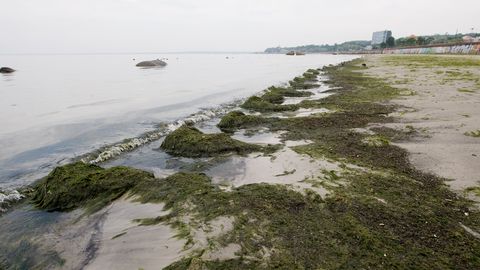 Пляжная зона вдоль Пирита-теэ будет очищена от водорослей