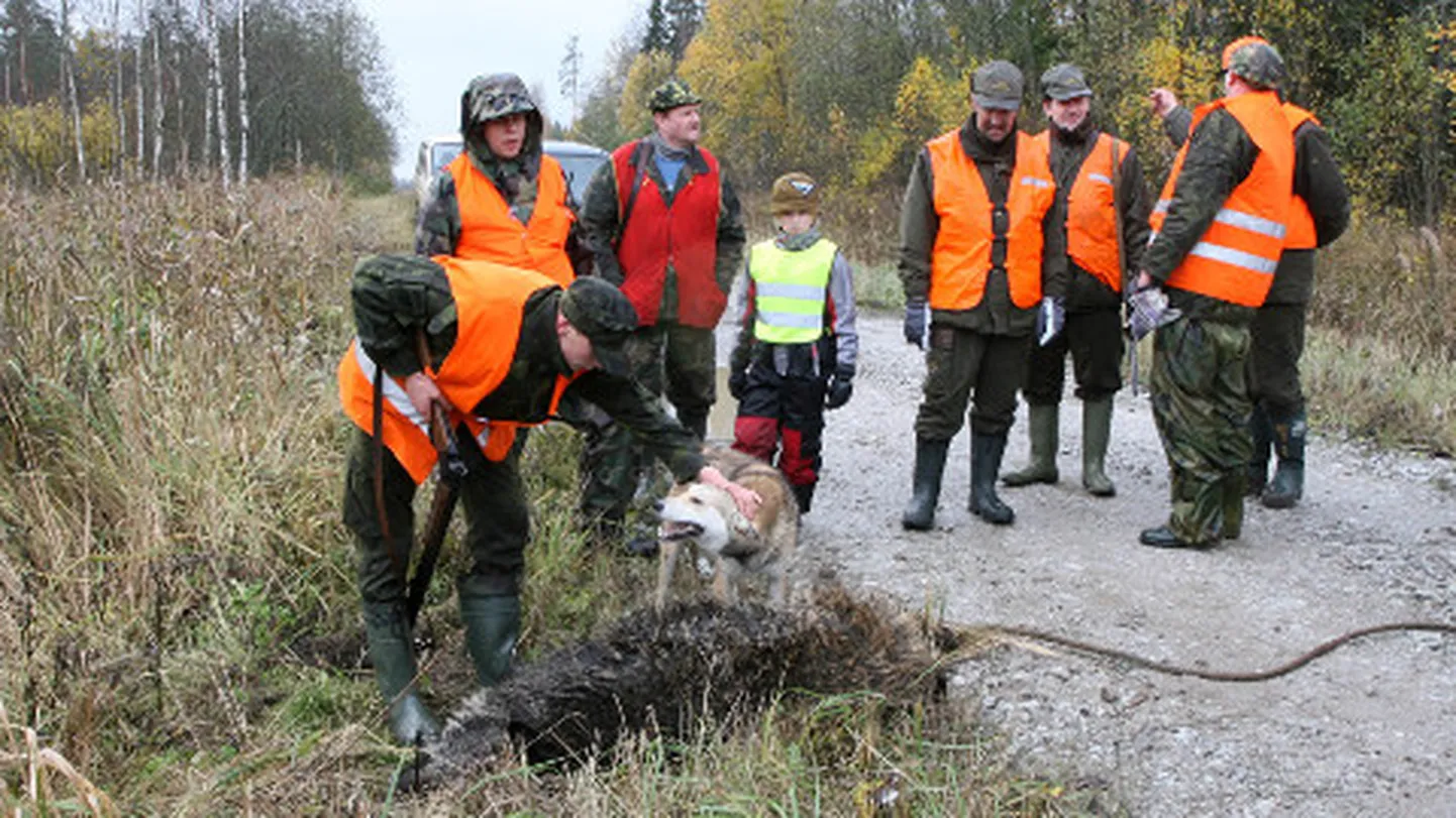 Ajujahil ja jahikoertel on jahimeeste tegevuses oluline roll; sel aastal tuleb mõnelgi jahtkonnal neist loobuda või piirangutega arvestada.