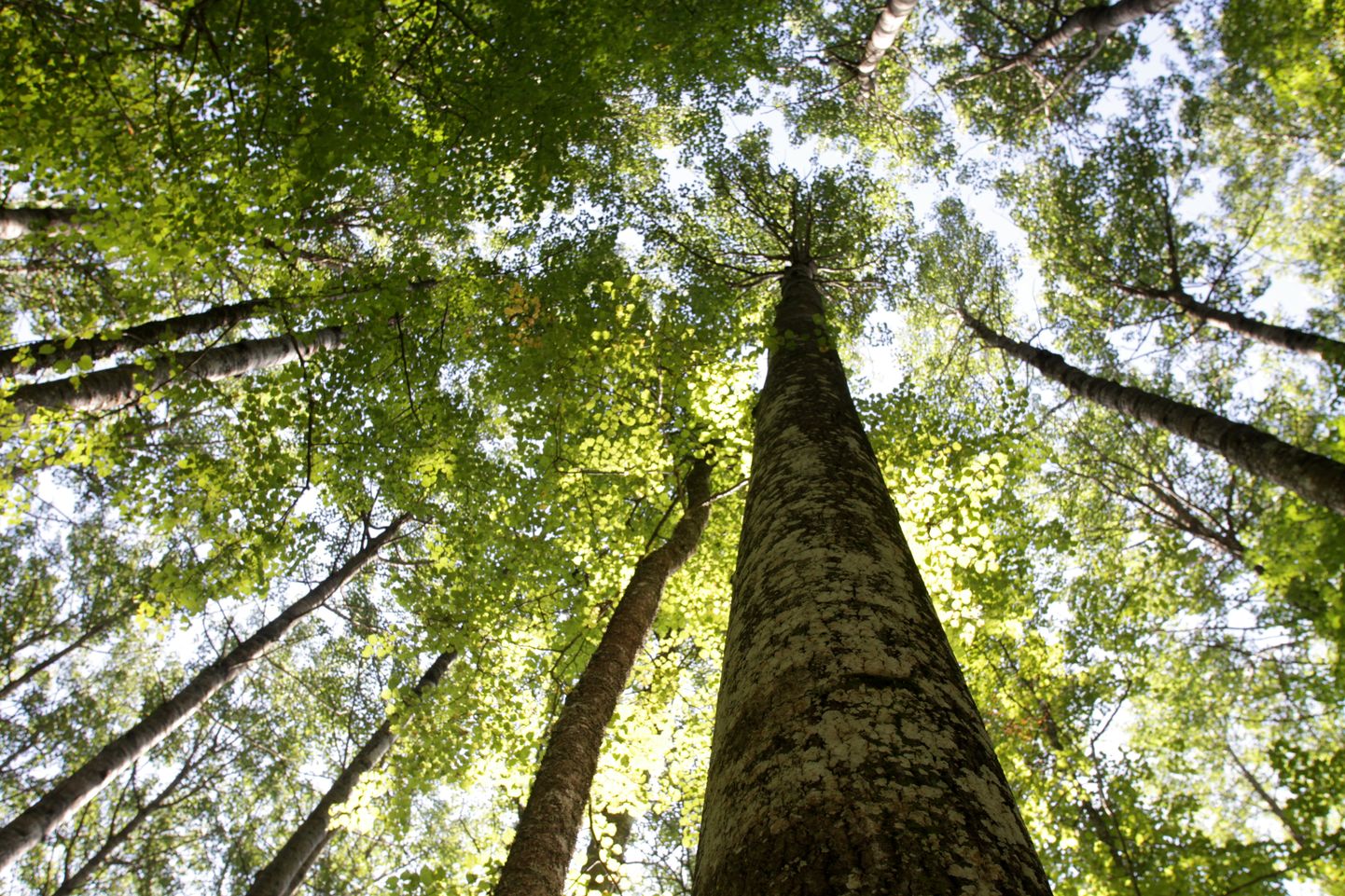Järvselja metskonnas asuvad Eesti kõrgeimad puud. Pildil  haab 40 m.