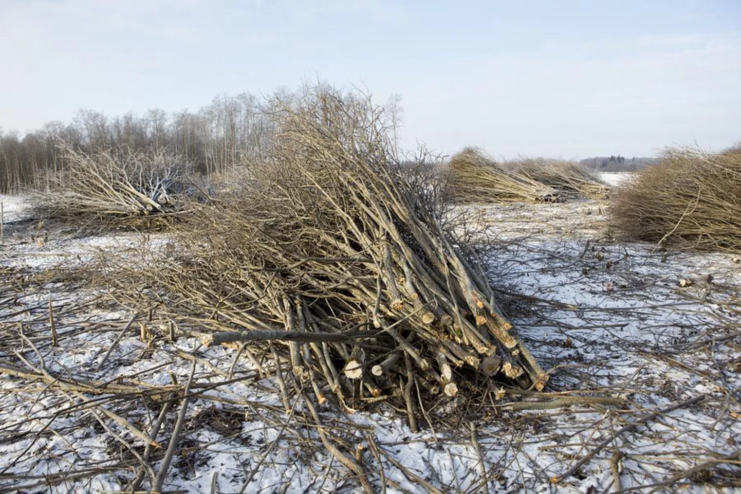 Võsagiljotiin sobib suurepäraselt energiavõsa tegemiseks.