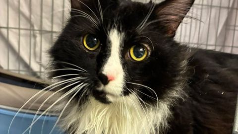 Kolmandalt korruselt visatud kass Fluffy jäi ootamatult ellu