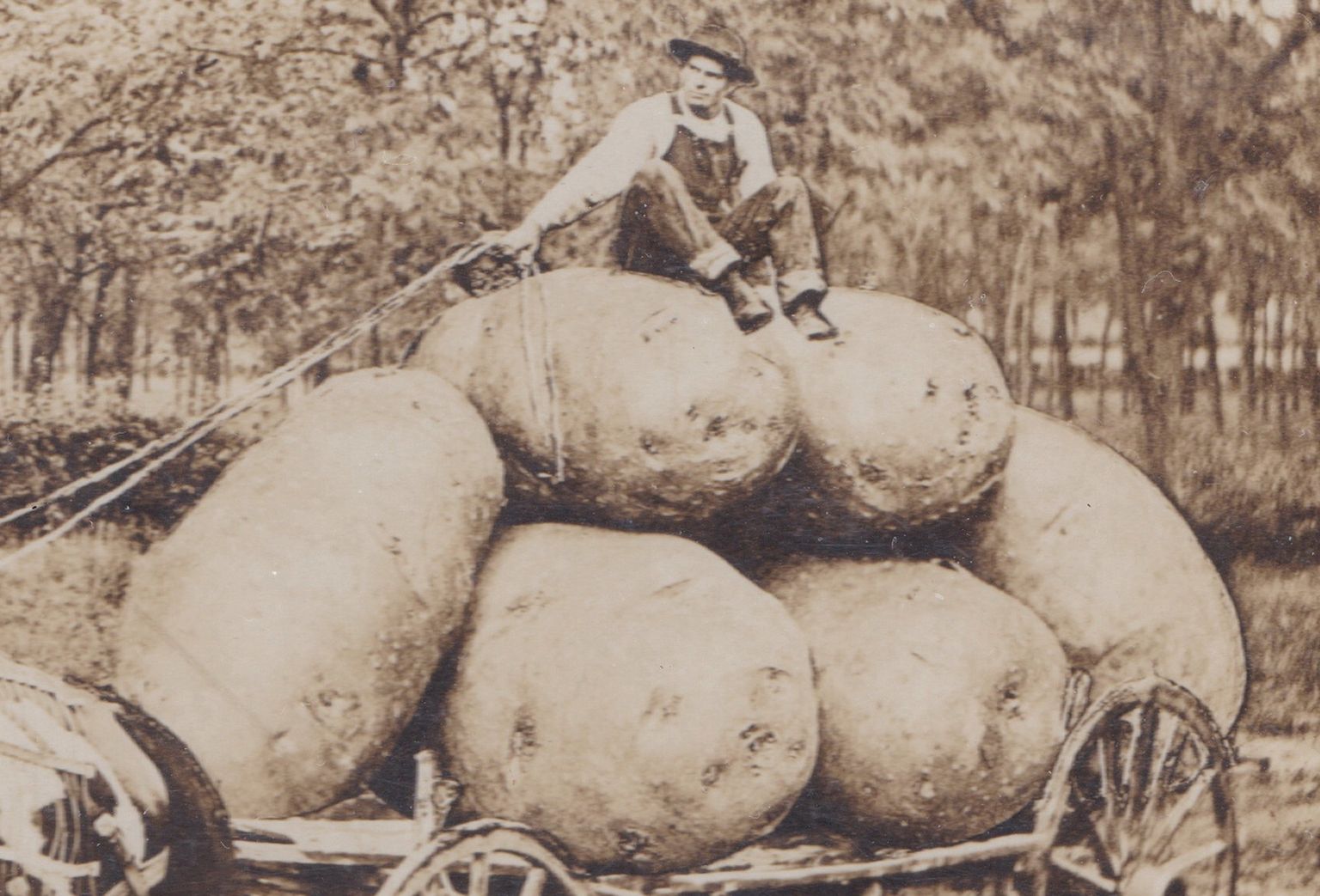 Ameerika farmer kartulisaagiga aastal 1908.