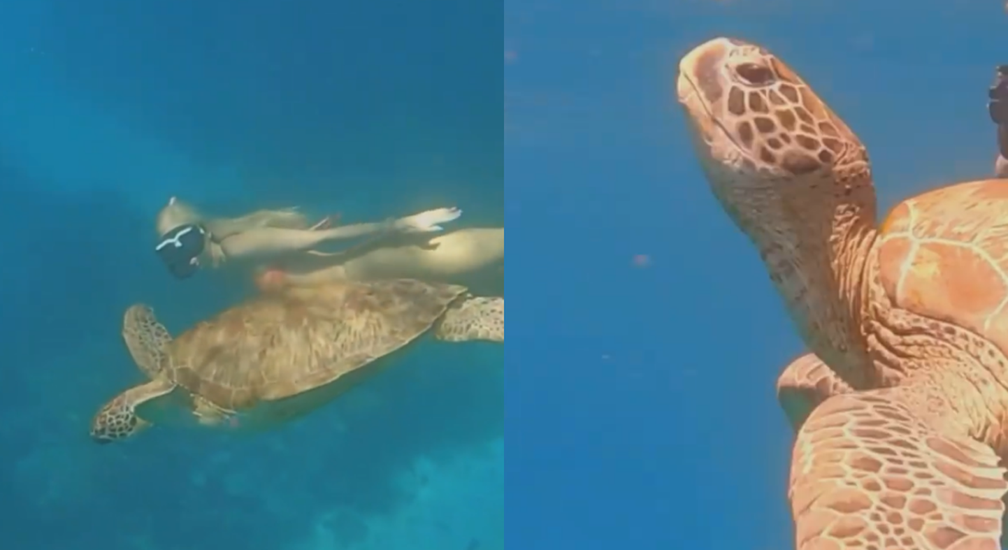 Katri Kats kilpkonnadega sukeldumas. Kuvatõmmis videost.