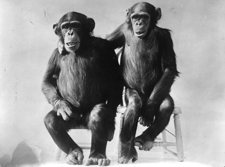 Kaks šimpansi, kellega1920. aastatel katseid tehti