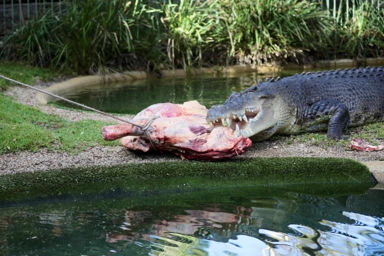 Austraalia reptiilide pargis elav krokodill Elvis tähistas oma 57. sünnipäeva. Tähtsa päeva puhul sai ta maiustada suure lihakäntsaka kallal.