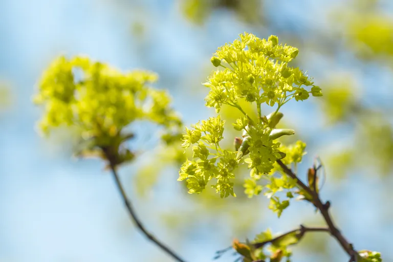 Blooming flowers of maple trees in the spring