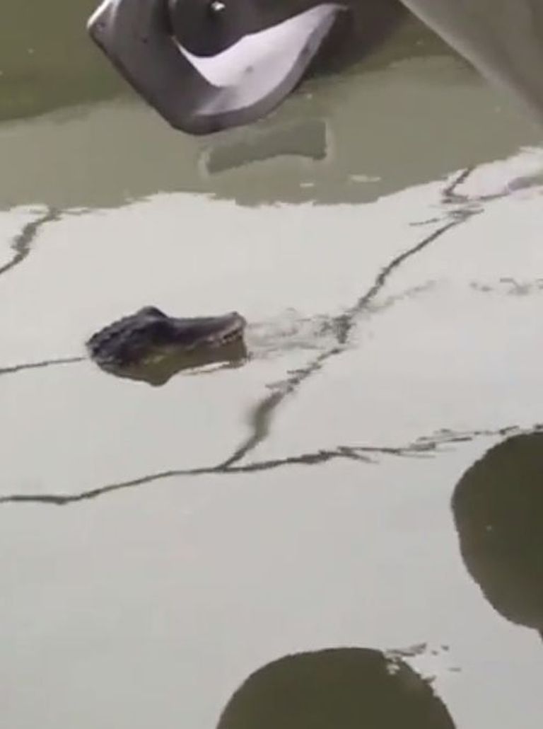 Väidetav krokodill Thamesis