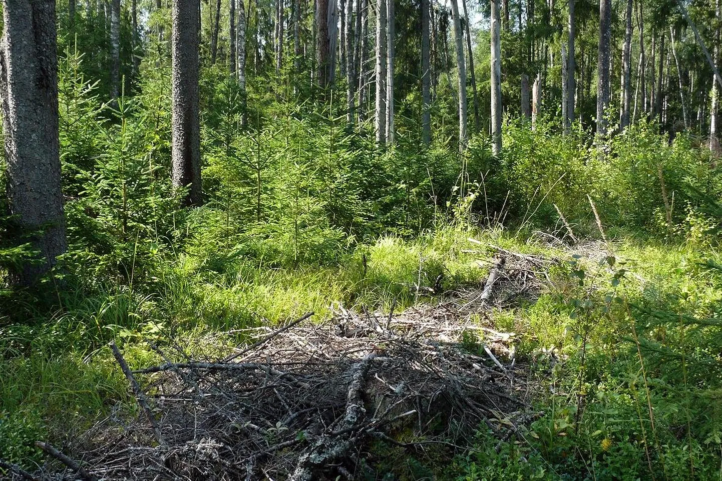 Talumetsi on ajast aega majandatud püsimetsana, kus päris puudeta ei ole mets kunagi. See on jätkusuutlik ja keskkonnahoidlik viis metsa majandada.