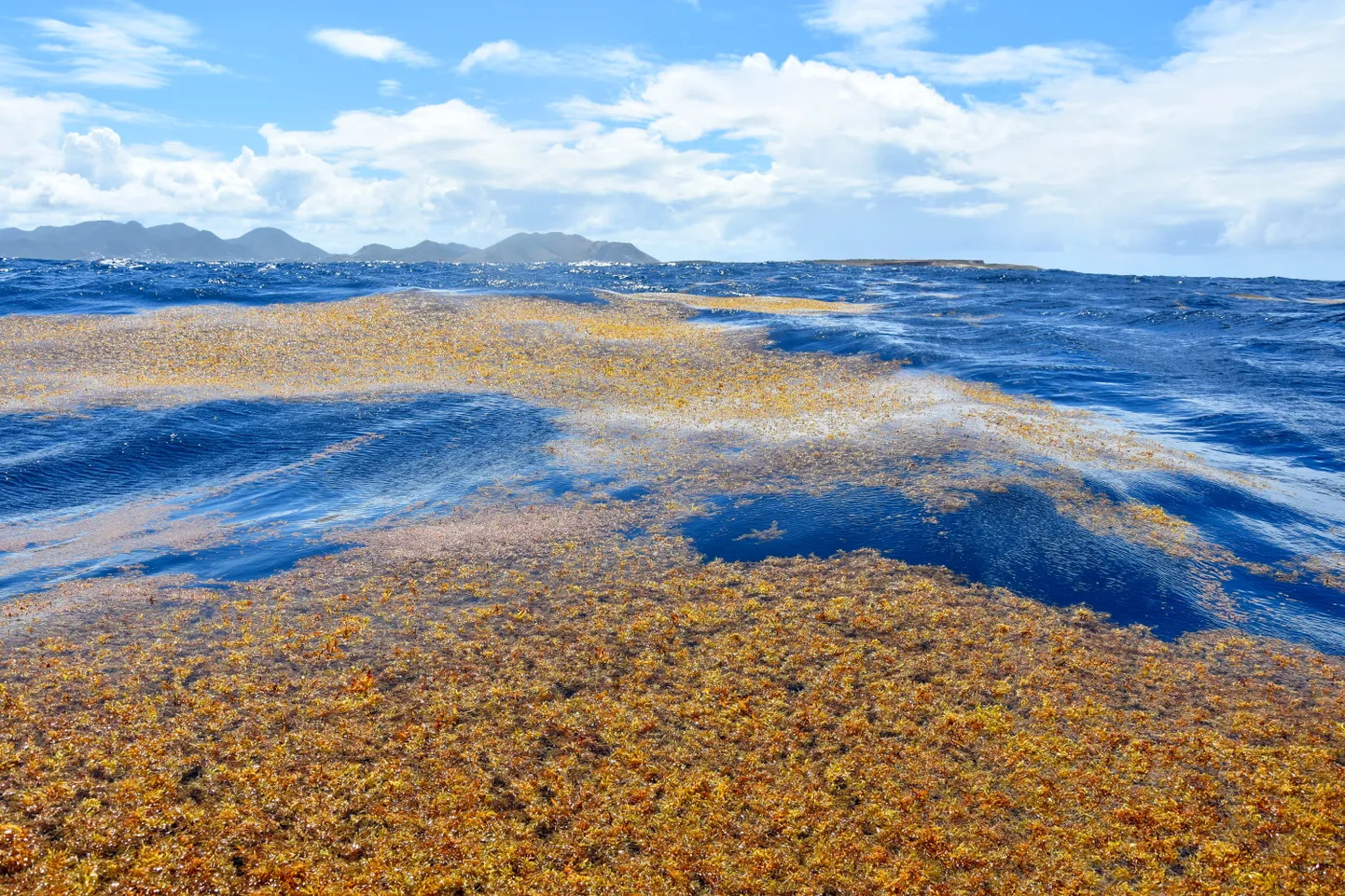 Sargassum-vetikad muutsid keskajal meremeeste folklooris kohati võimatuks purjetamise, sest laevad kippunud veepinnal hõljuvasse massi kinni jääma.