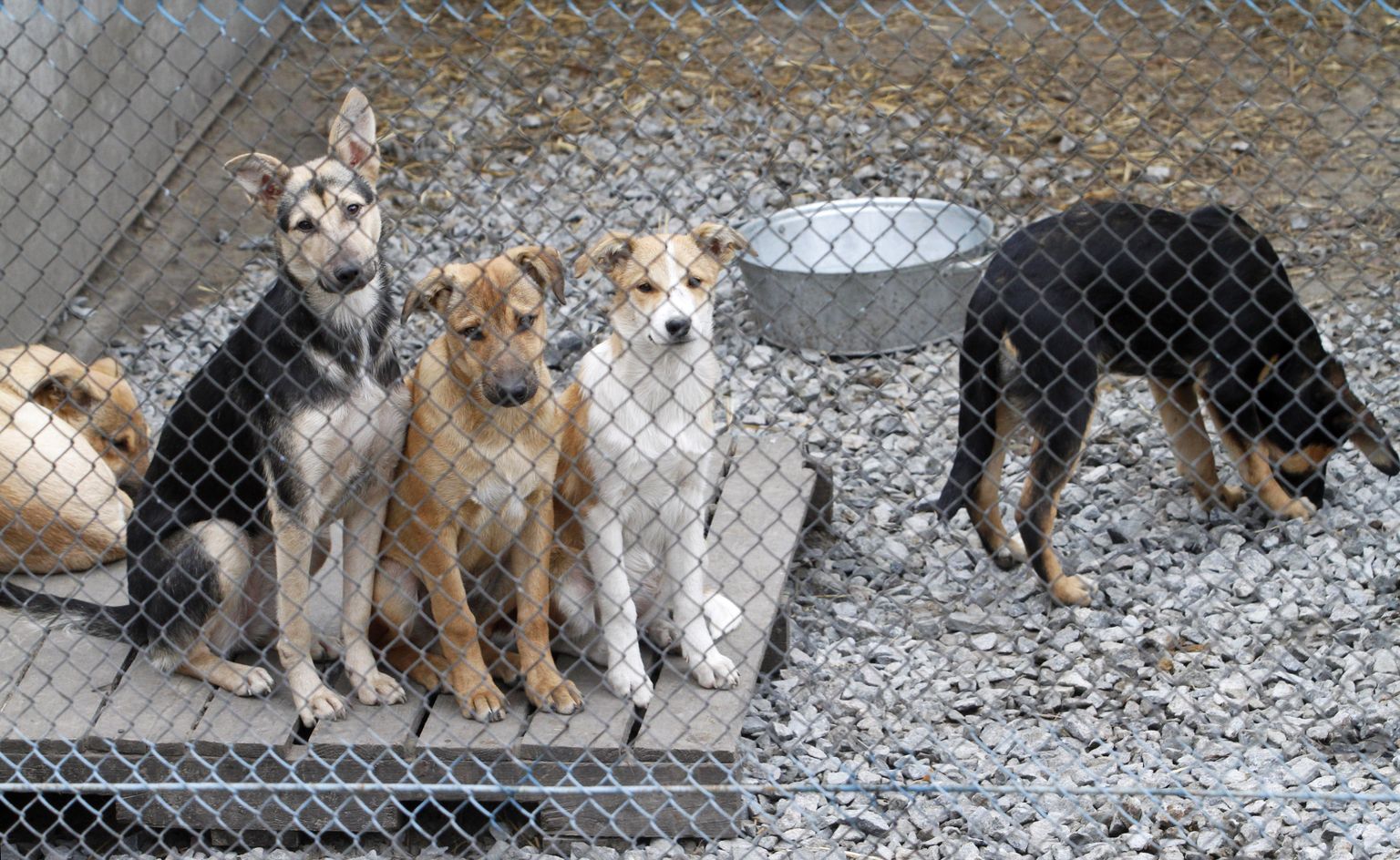 Koerad Kiievi lähistel asuvas varjupaigas.