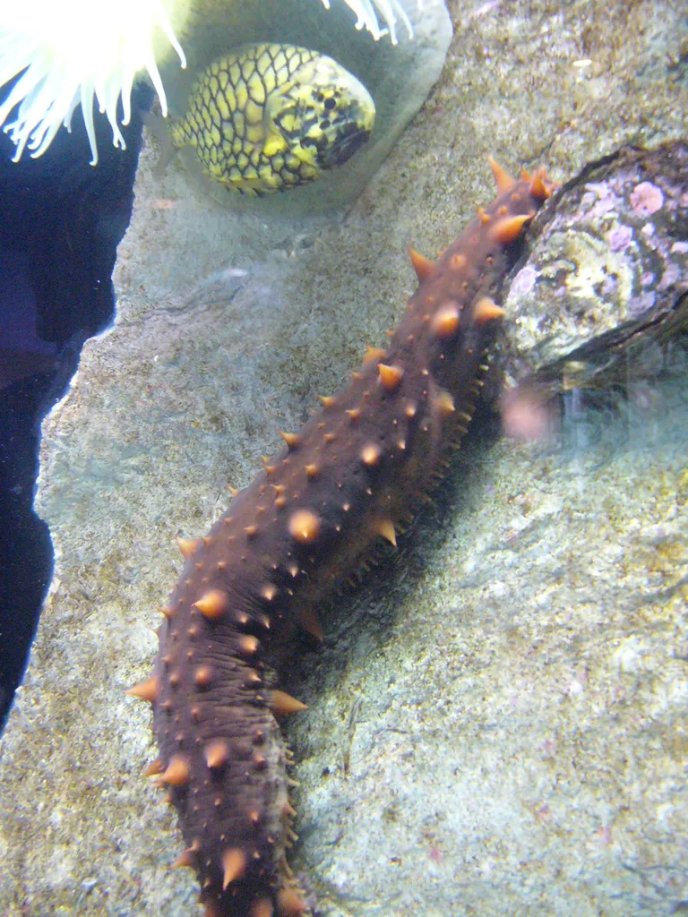 Meripurade toiduks on tavaliselt teiste organismide jäänused, mis on langenud merepõhja, ja plankton.