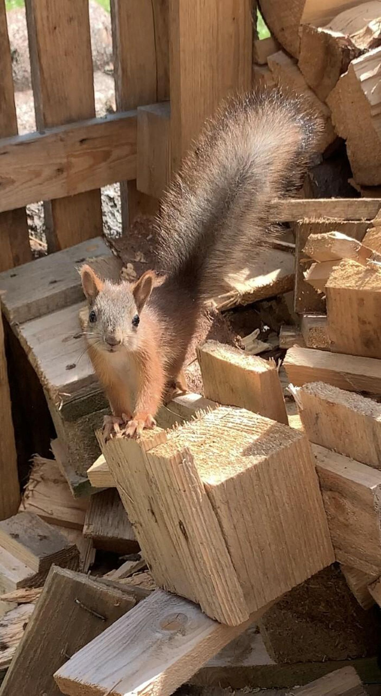Orav aiatöödel silma peal hoidmas.