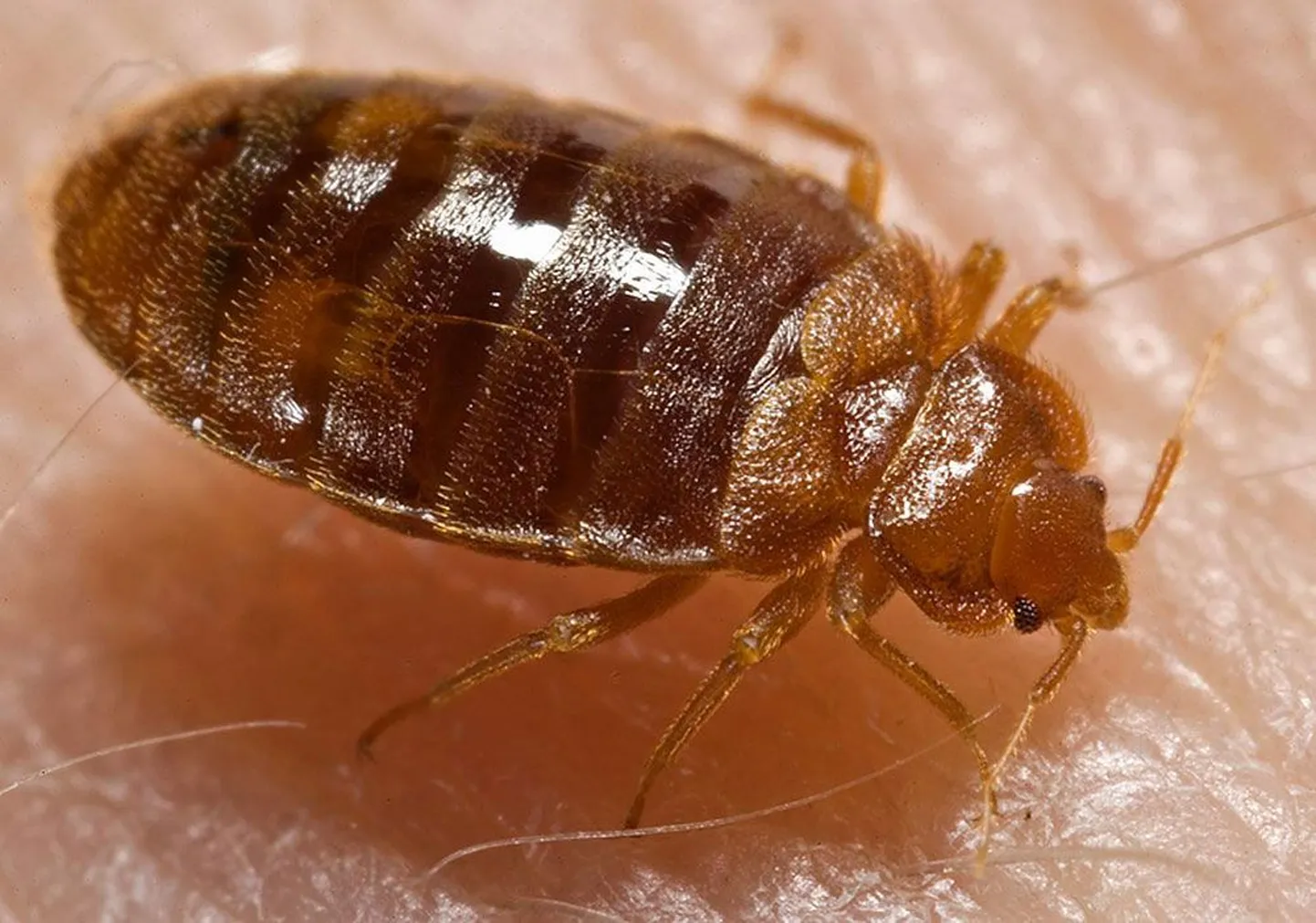 Voodilutikas (ladina keeles Cimex lectularius)