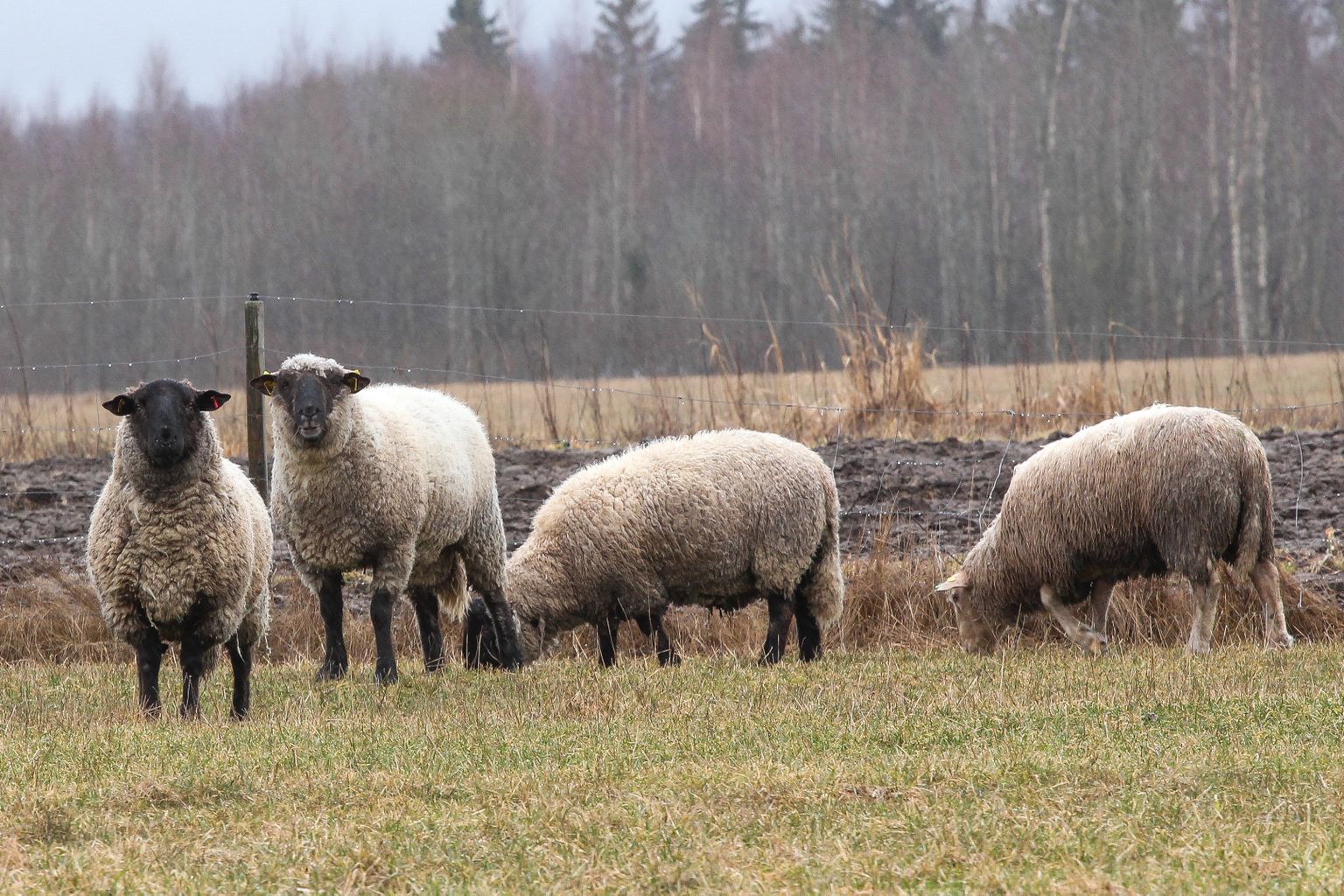 Kaob ka veekaitsevööndis karjatamise teatise esitamise kohustus, mida seni nõuti veekaitsevööndis näiteks lihaveiseid, lambaid ja kitsi karjatavatelt loomakasvatajatelt.
