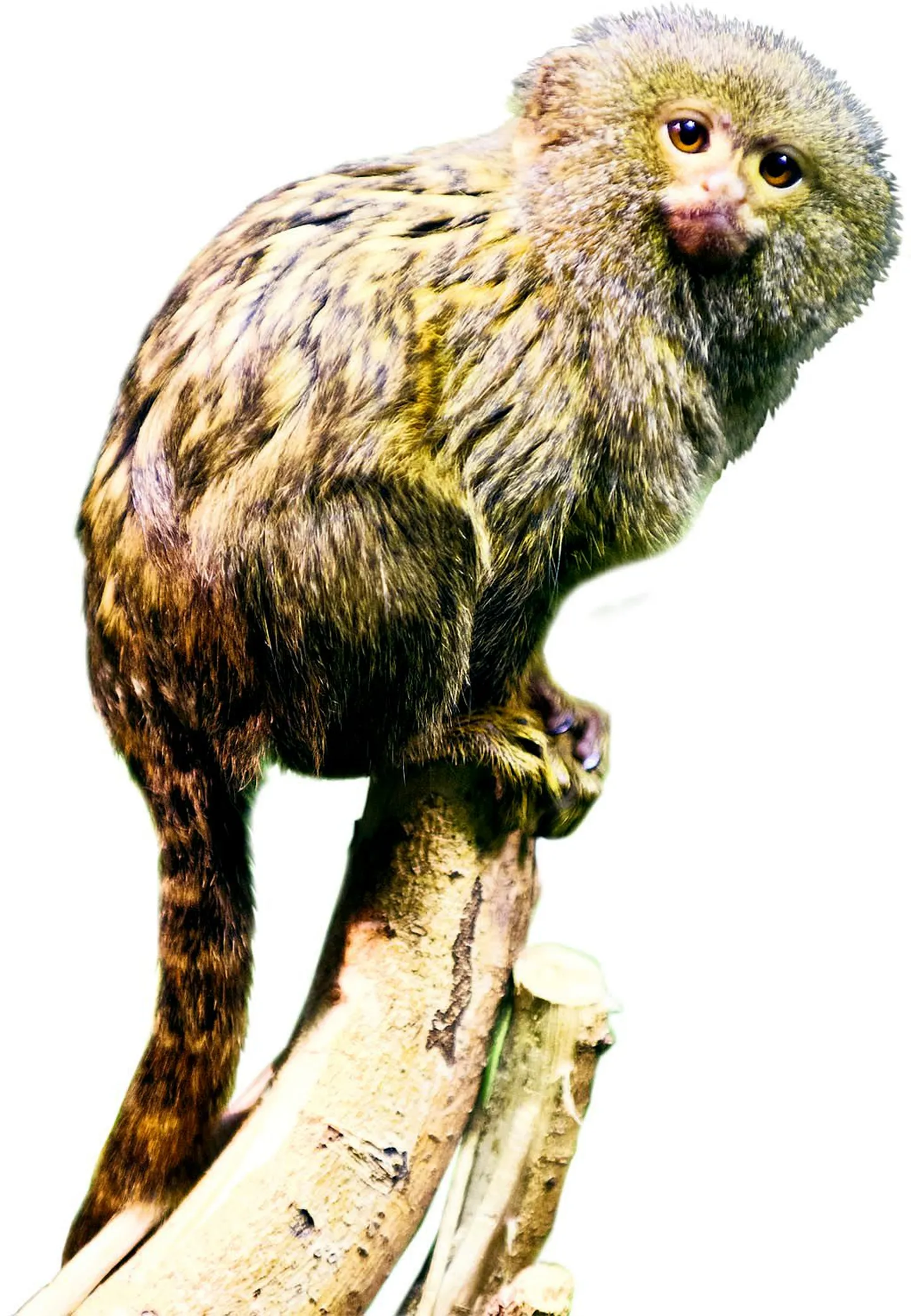 Fotol väikseim ahv maailmas kääbusmarmosett.