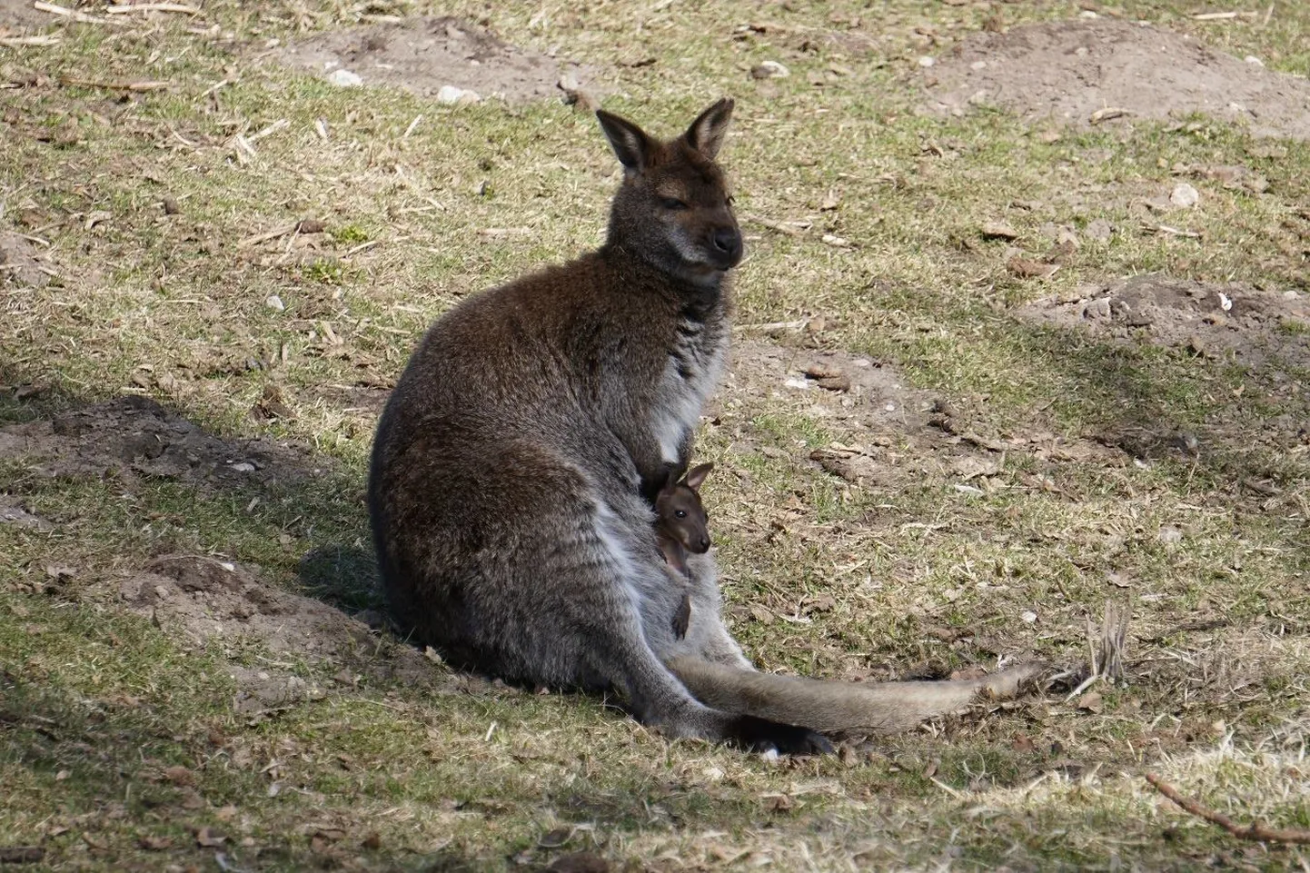 Tallinna loomaaia känguru
