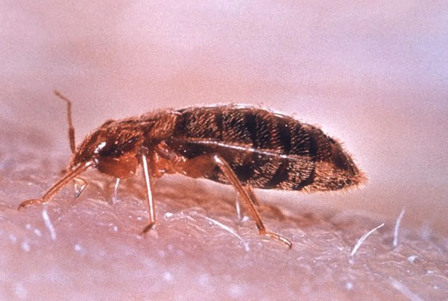 Voodilutikas (Cimex lectularius)