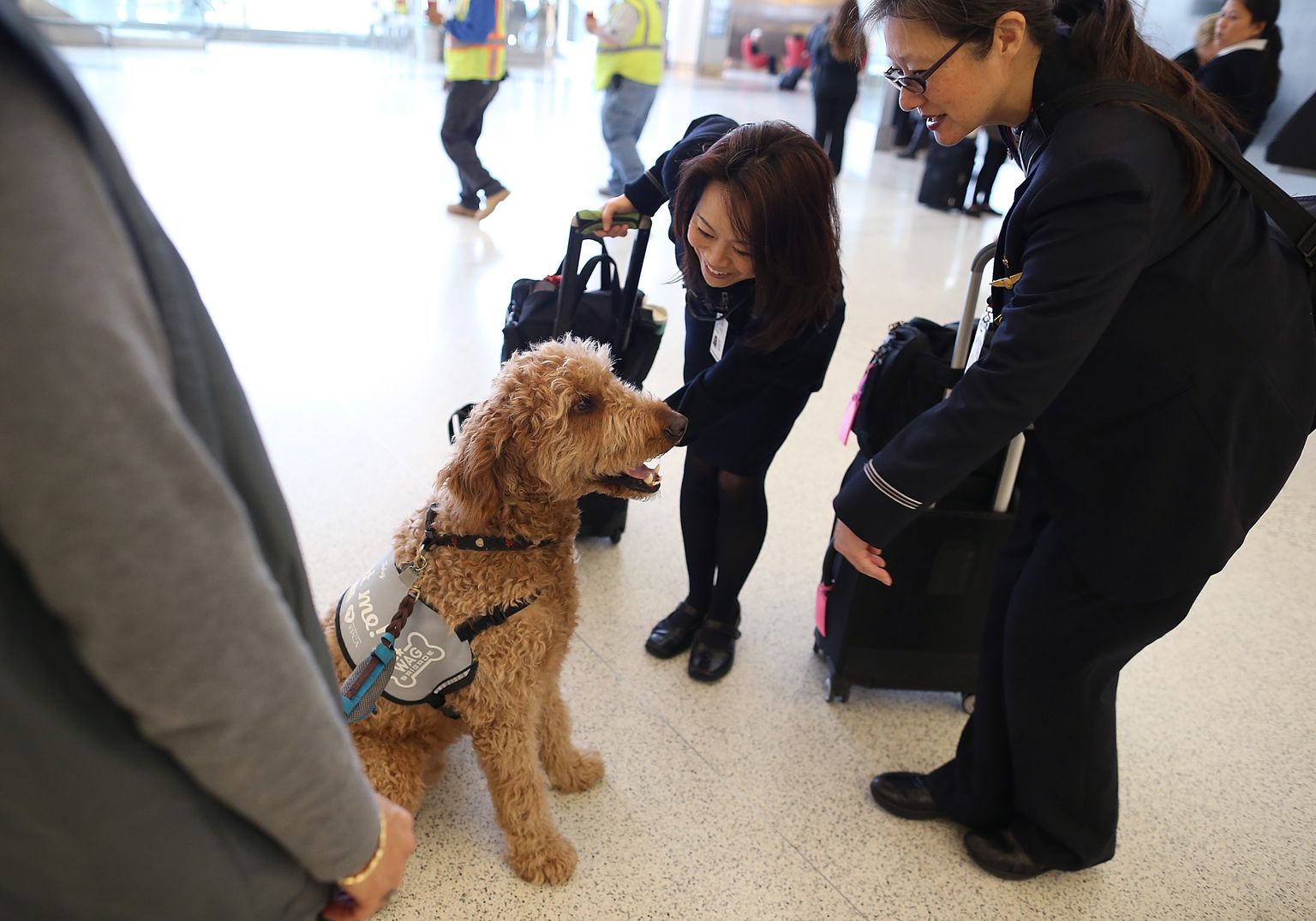 Собака в аэропорту.