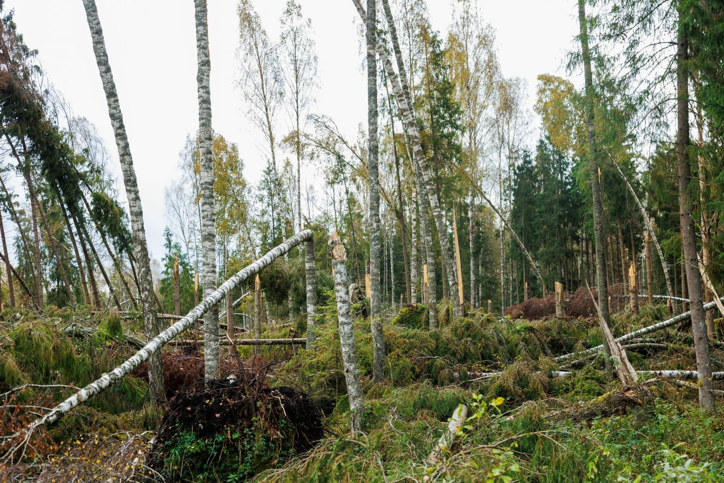 Augustitorm murdis Nursipalu kavandatava laienduse ääres, n-ö puhvritsoonis, metsa.