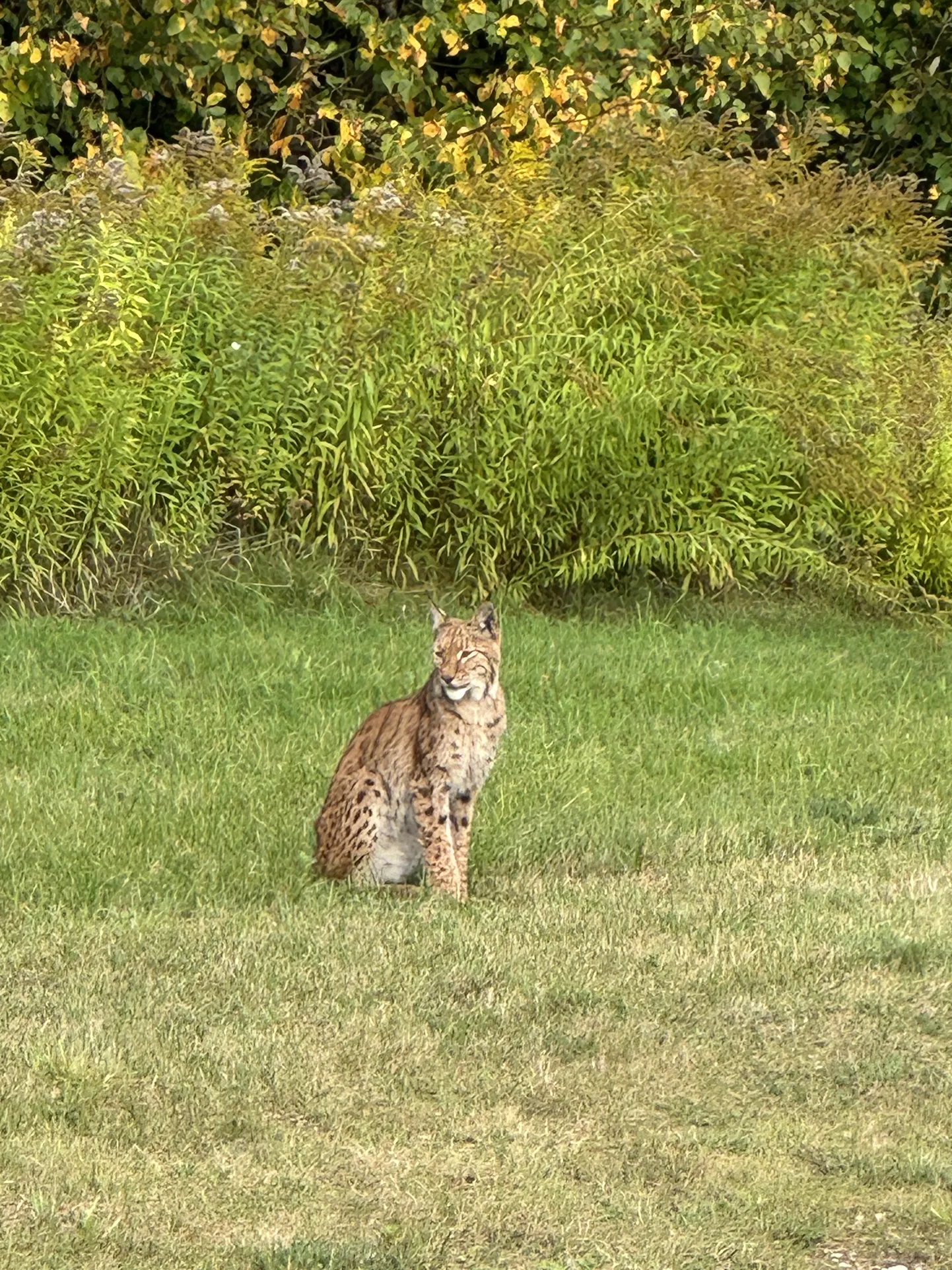 Ihaste silla alguses peesitas julge ilves, kes sillale minejaid ja sealt tulijaid huviga jälgis.