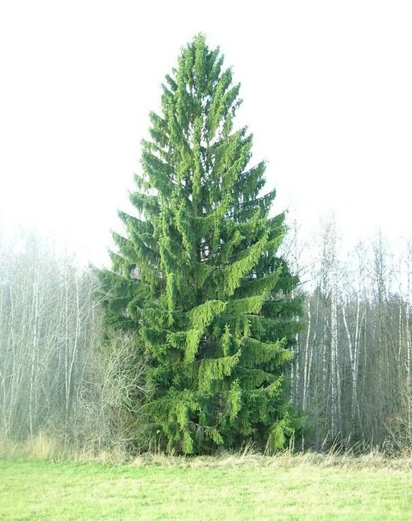 Kuusk