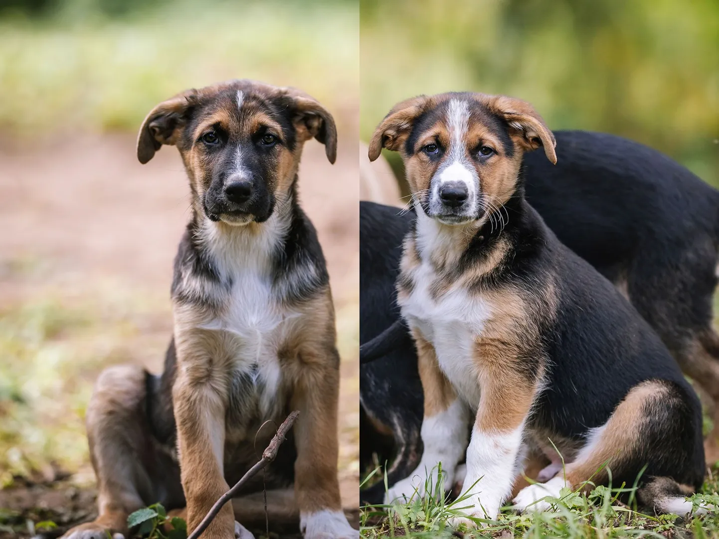 Kodu otsivad Säde (vasakul) ja Barky (paremal).
