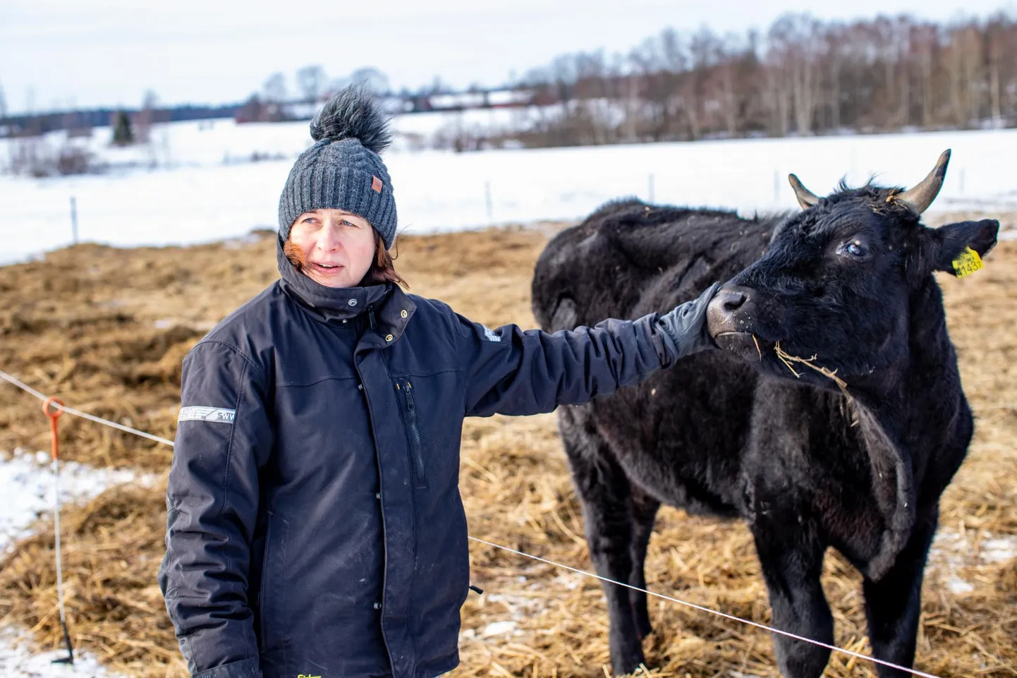 Puutsa talu perenaine Airi Külvet ​rõõmustab, et suudab ka teisi veenda, et maitsva liha poolest tuntud wagyu veiseid saab kasvatada ka rohumaal ning hea liha saamiseks ei pea neid jootma õllega ja sügama riisiluudadega, nagu vana Jaapani traditsioon ette näeb.