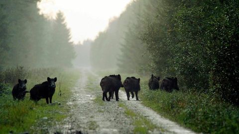 Tugeva töö tulemus: sigade Aafrika katk püsib metsas