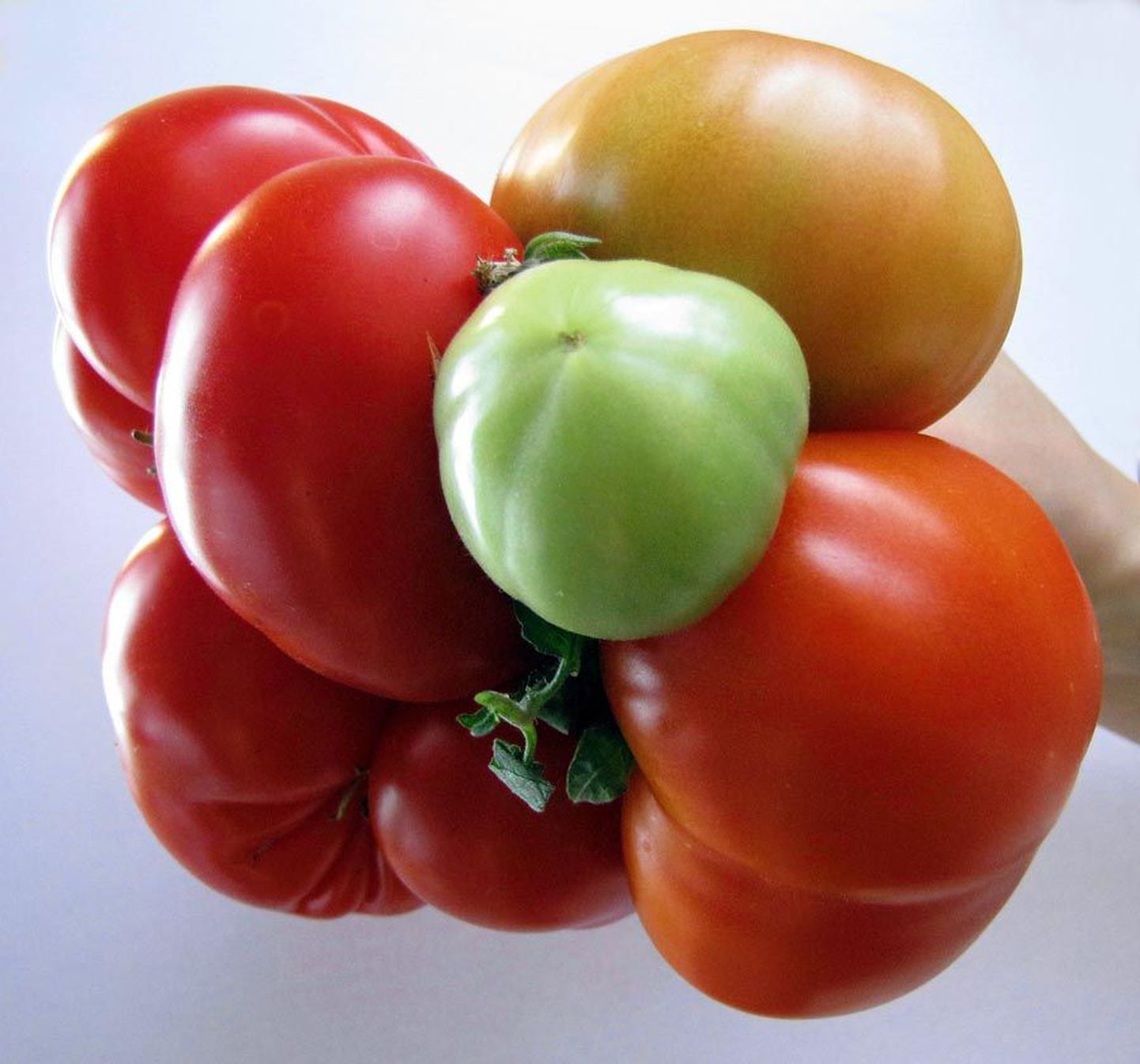 Tomatite head mõju tervisele on raske üle hinnata.